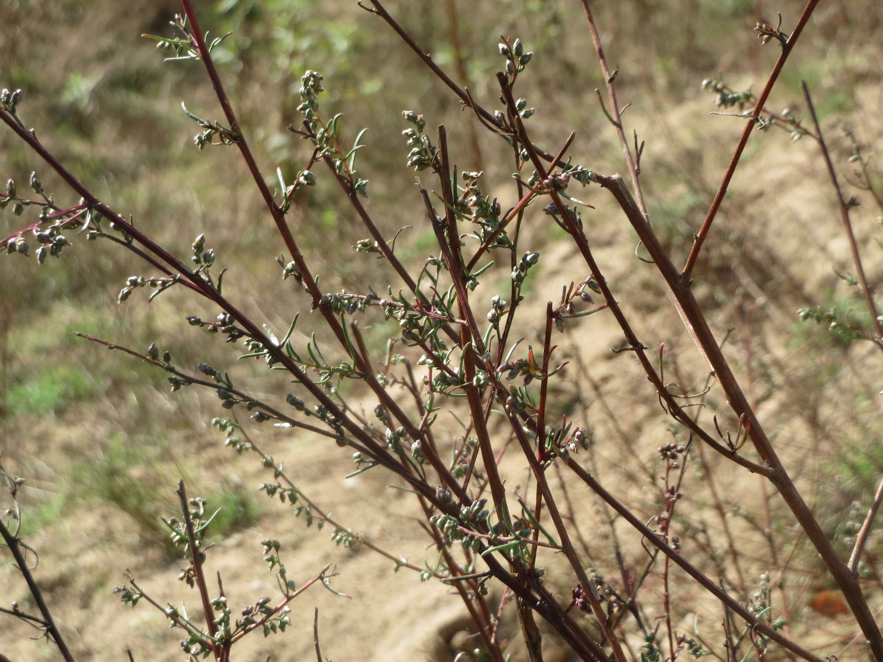 Image of field sagewort