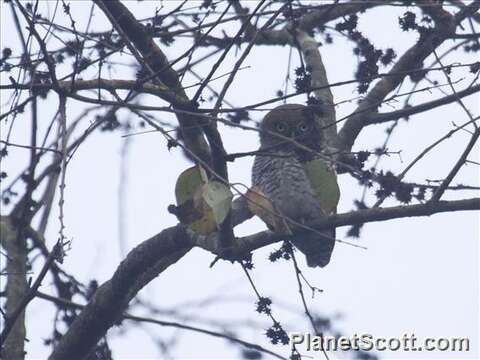 Image of Jungle Owlet