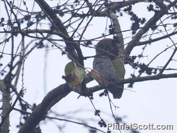 Imagem de Glaucidium radiatum (Tickell 1833)