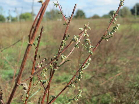 Image of field sagewort