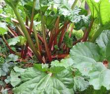 Image of garden rhubarb