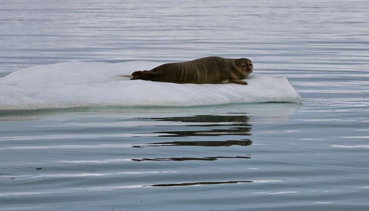 Image of Phoca vitulina vitulina Linnaeus 1758