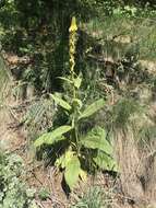 Image of Verbascum thapsus subsp. crassifolium (Lam.) Murb.