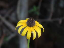 Image of blackeyed Susan