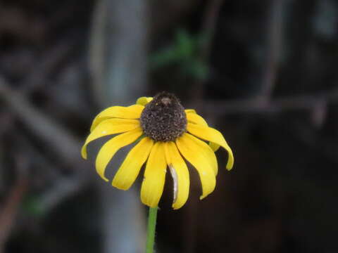 Слика од Rudbeckia hirta var. floridana (T. V. Moore) Perdue
