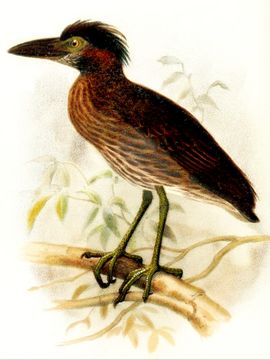Image of <i>Nyctanassa carcinocatactes</i> Olson & Wingate 2006