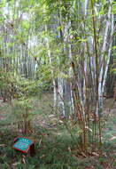 Image of Tropical Blue Bamboo