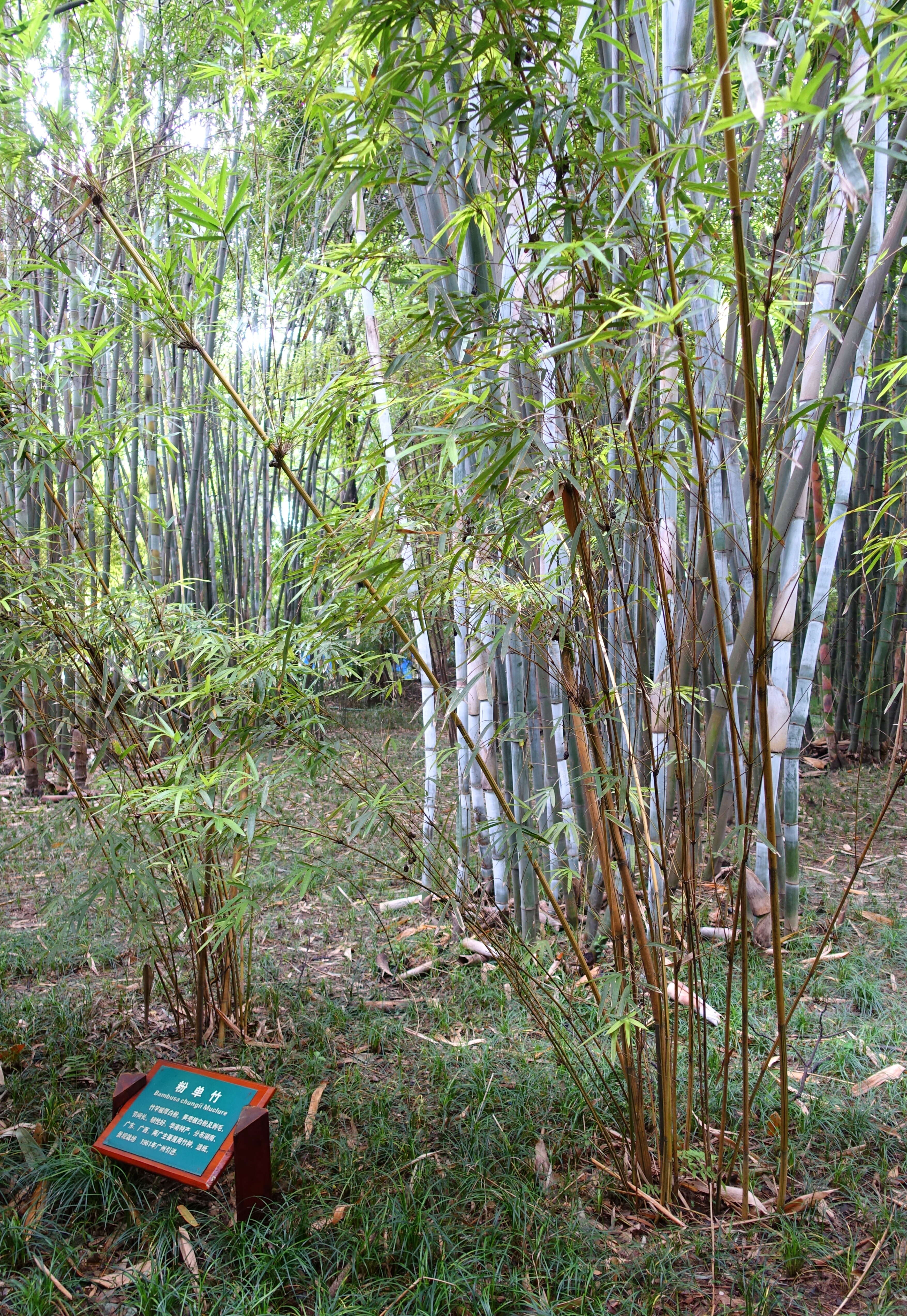 Image of Tropical Blue Bamboo