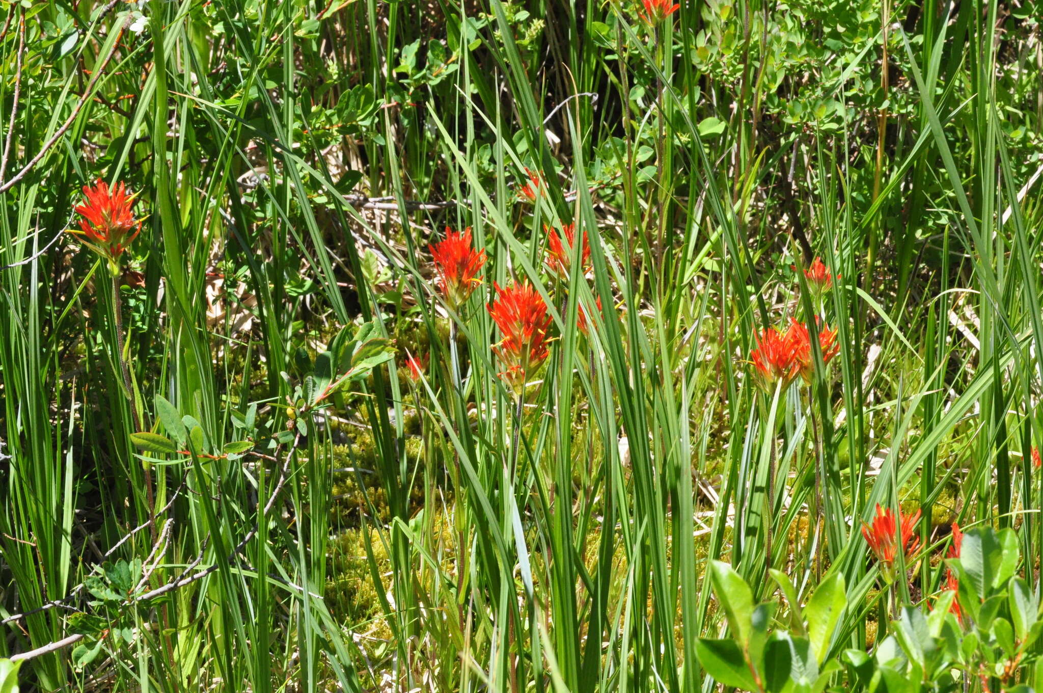 Plancia ëd Castilleja suksdorfii A. Gray