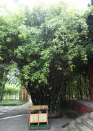 Image of hedge bamboo