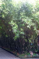 Image of hedge bamboo