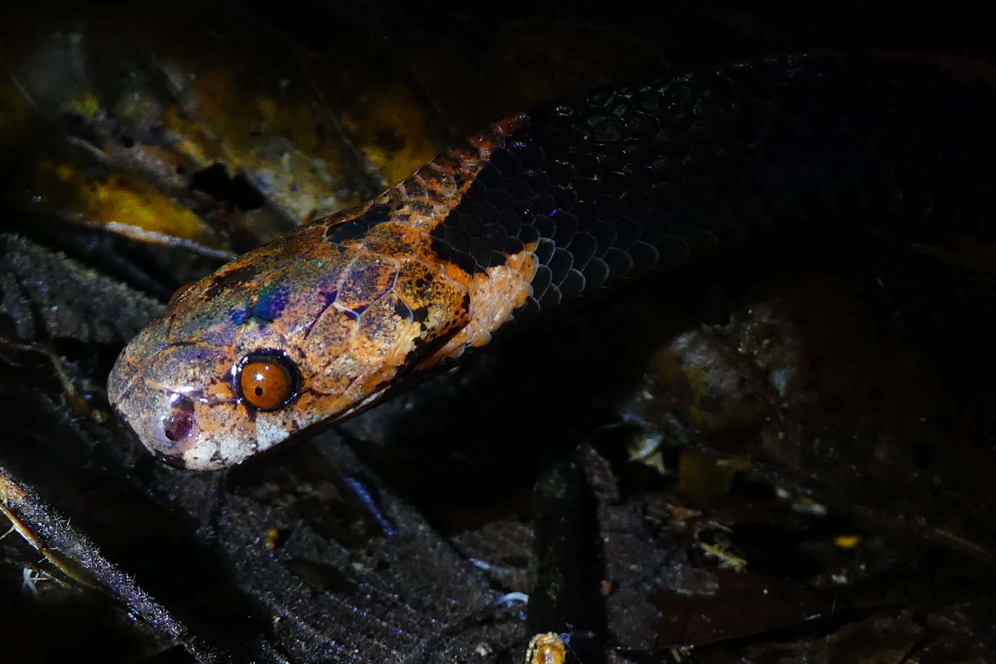 Image of Asthenodipsas borneensis