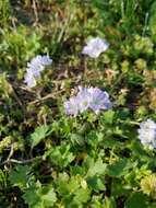 Image of interior phacelia