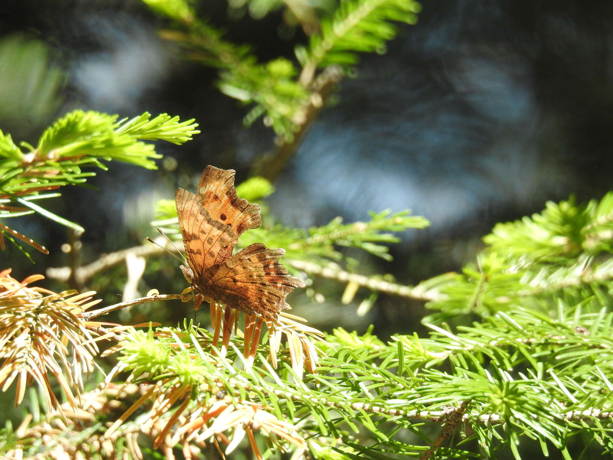 Sivun Polygonia faunus Edwards 1862 kuva