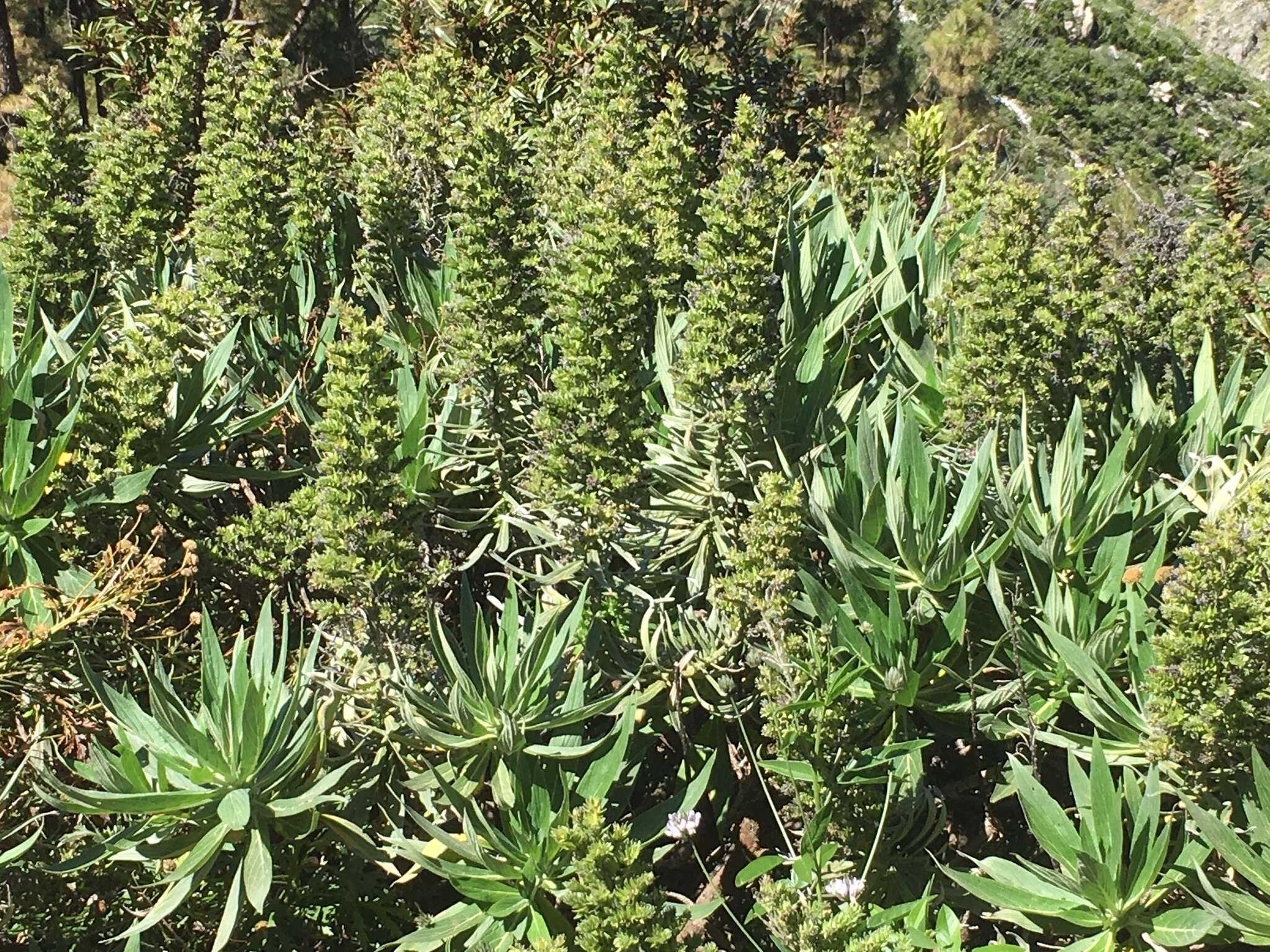 Imagem de Echium acanthocarpum Svent.