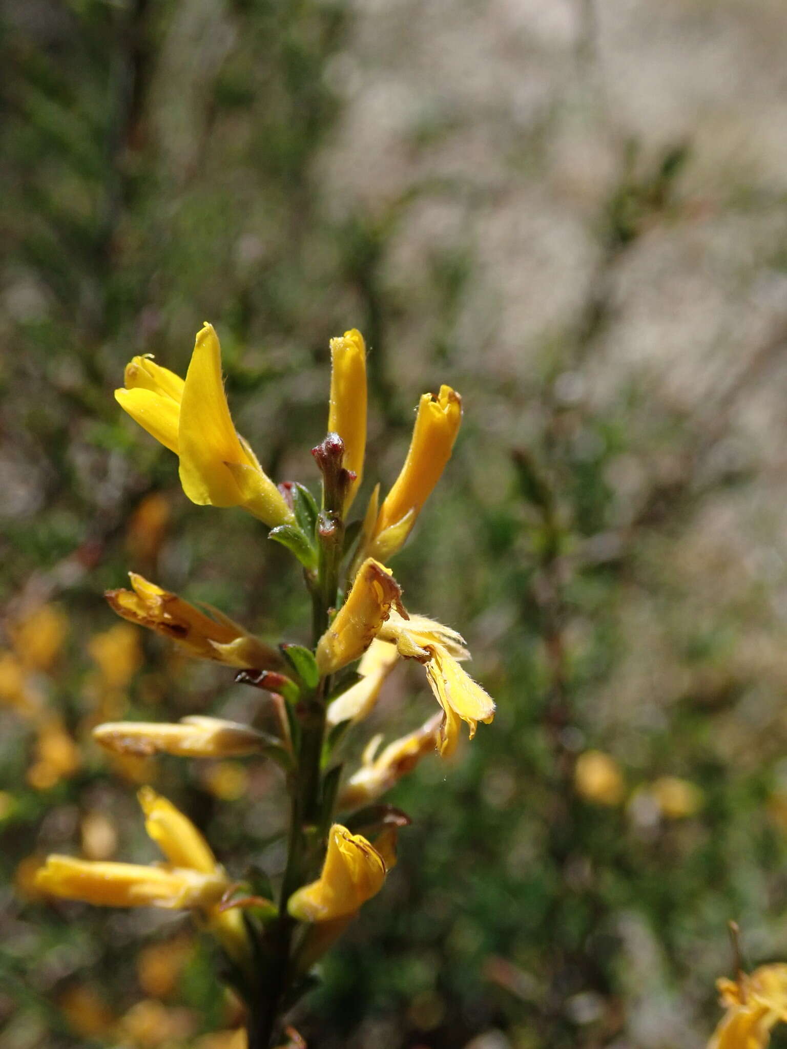 Image of hairy greenweed