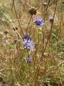 Image de jasione des montagnes