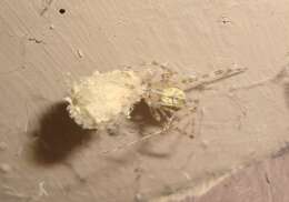 Image of White porch spider