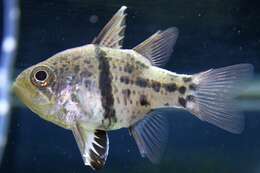 Image of Orbiculate Cardinalfish