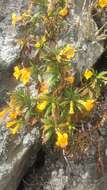 Image of Orange Bush-Monkey-Flower