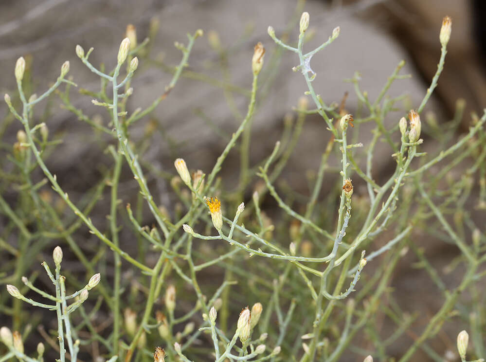 Image of Shrubby Alkali Desert Tansy-Aster