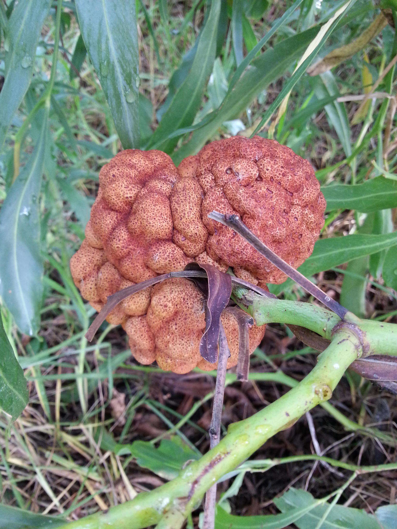 Image of Uromycladium morrisii