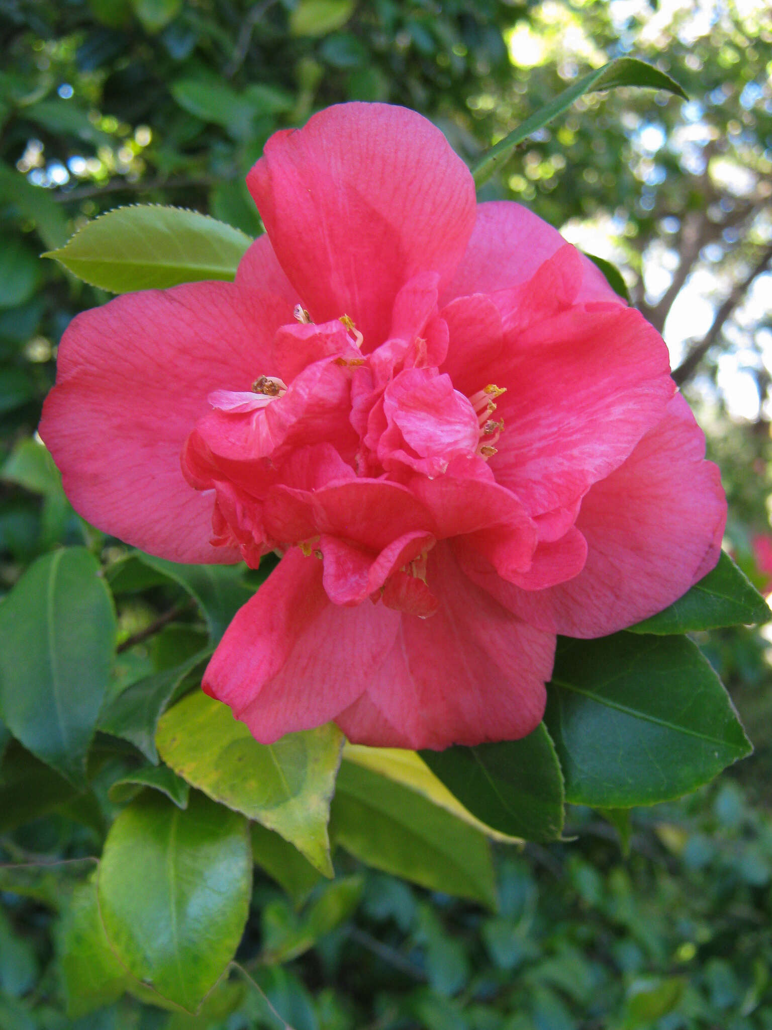 Image of camellia