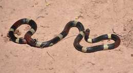 Image of Argentinian Coral Snake