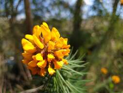 Image of Pultenaea stipularis Sm.