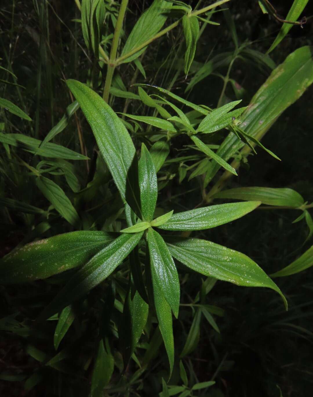 Image of Pycnanthemum torreyi Benth.