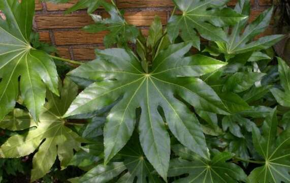 Image of fatsia