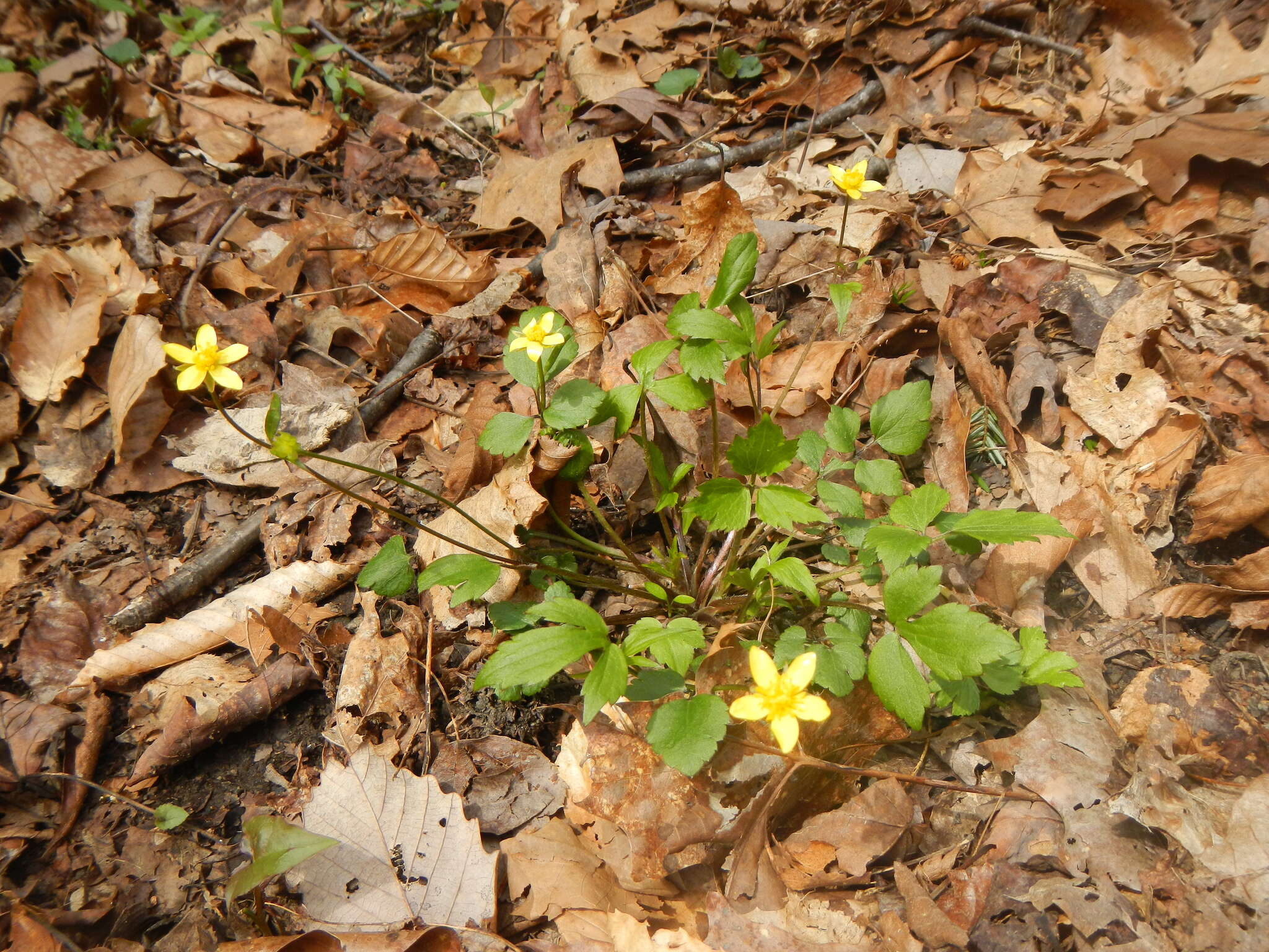 Ranunculus hispidus Michx.的圖片