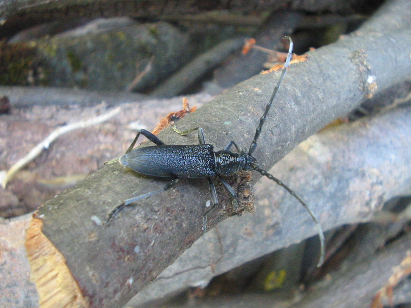 Image of capricorn beetle