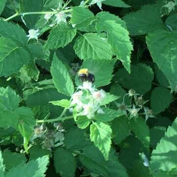 Слика од Bombus perplexus Cresson 1864