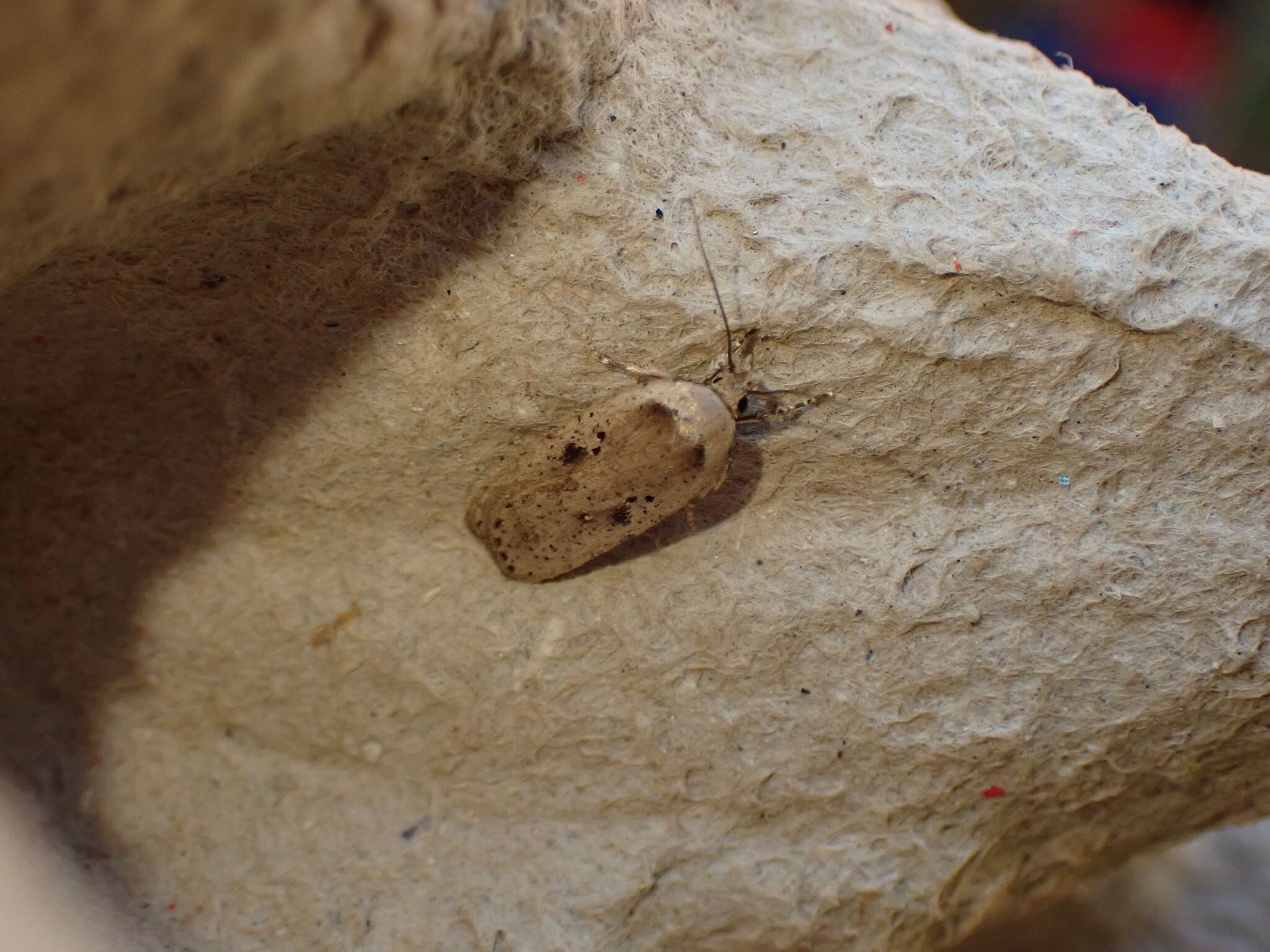 Imagem de Agonopterix arenella Denis & Schiffermüller 1775