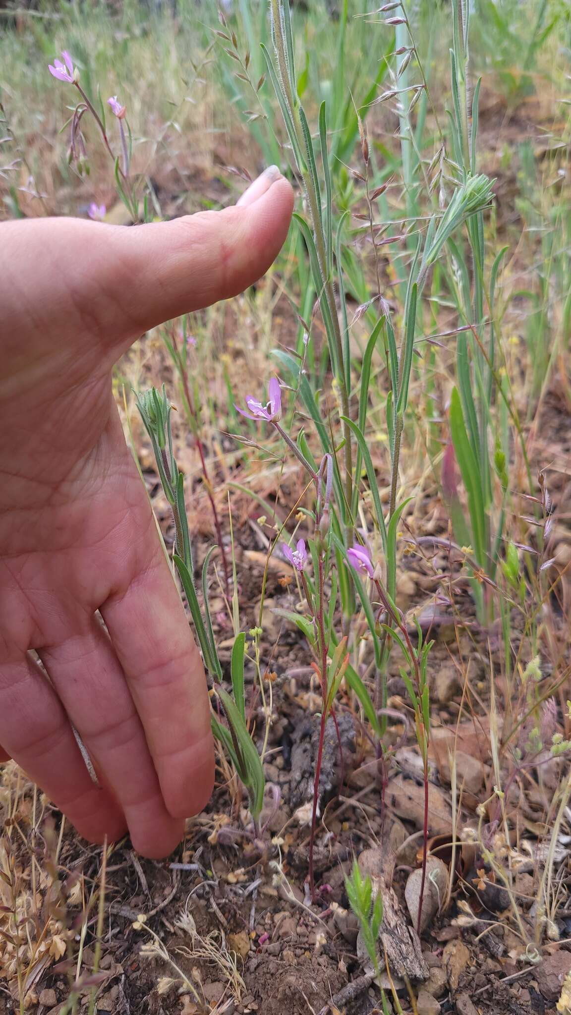 Image of Waltham Creek clarkia