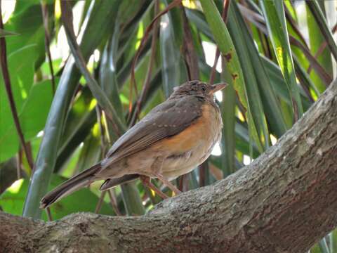 Image of African Thrush