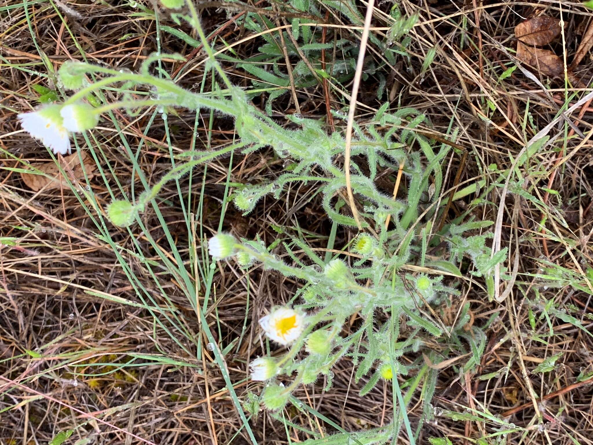 Image de Erigeron pumilus Nutt.