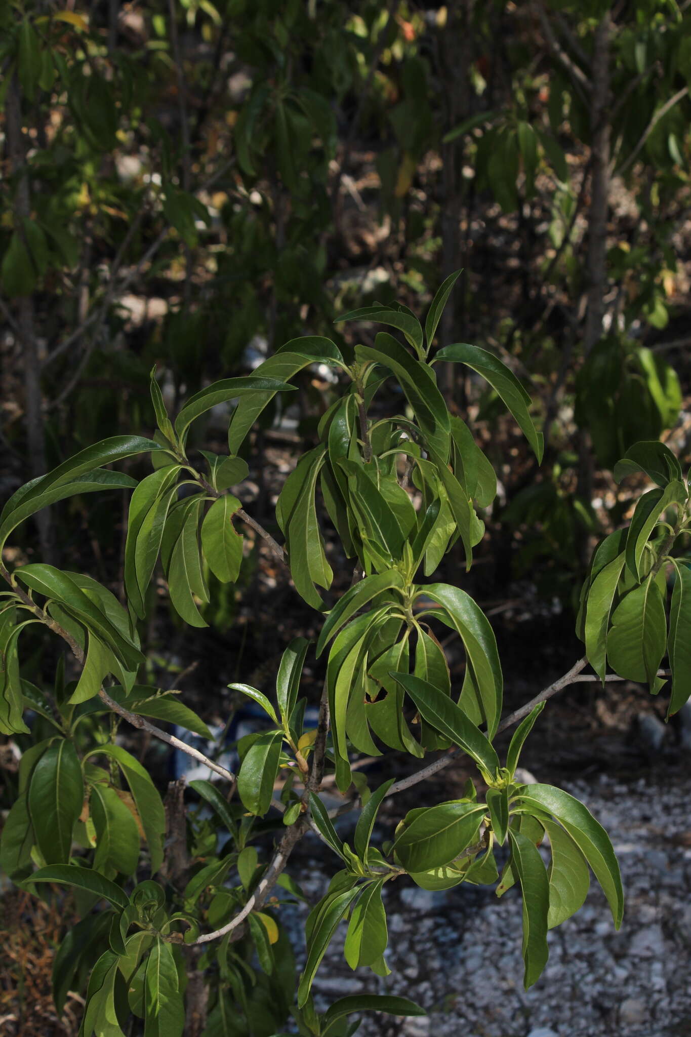 Plancia ëd Citharexylum oleinum (Benth. ex Lindl.) Moldenke