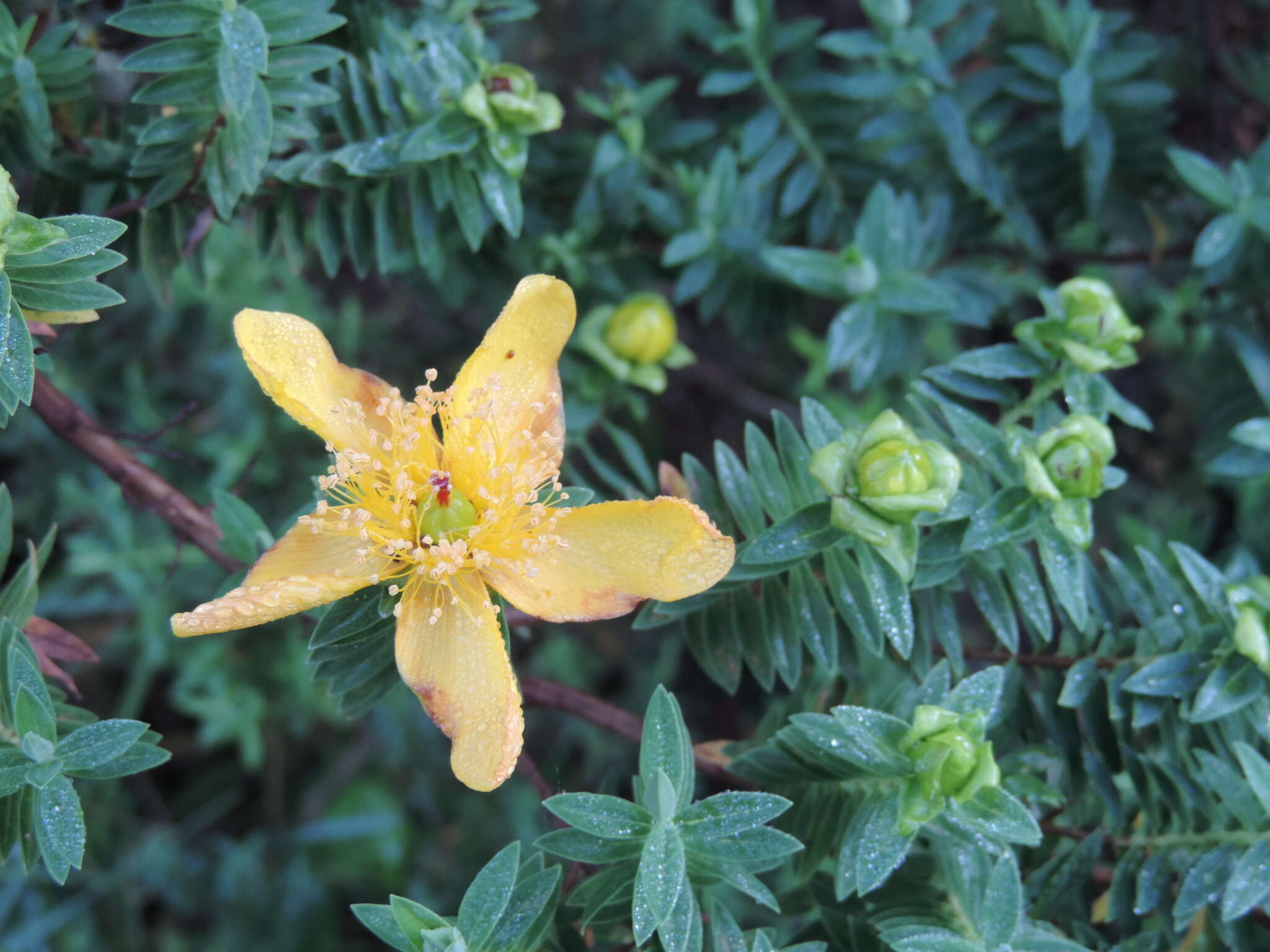 Image of Hypericum revolutum Vahl