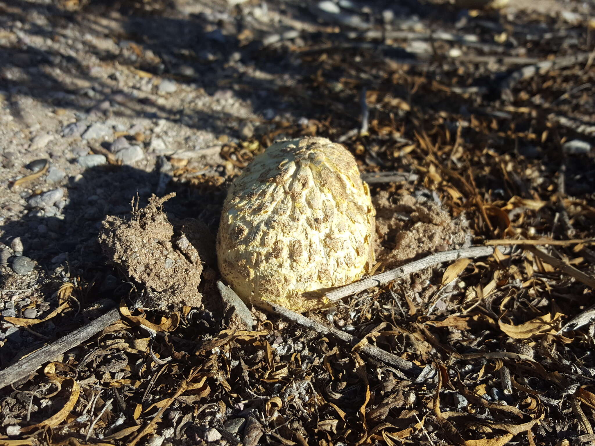 Image of Agaricus deserticola G. Moreno, Esqueda & Lizárraga 2010