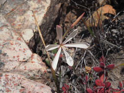 Image of Geissorhiza confusa Goldblatt