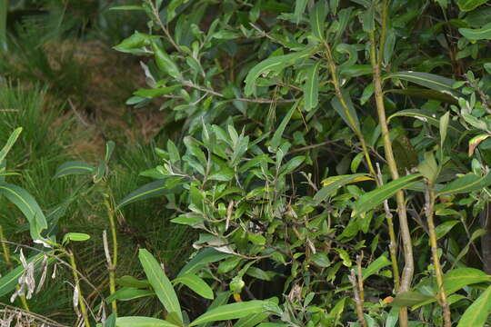 Image of Corokia macrocarpa T. Kirk