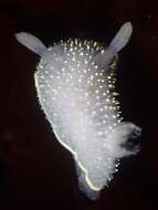 Image of Acanthodoris hudsoni MacFarland 1905