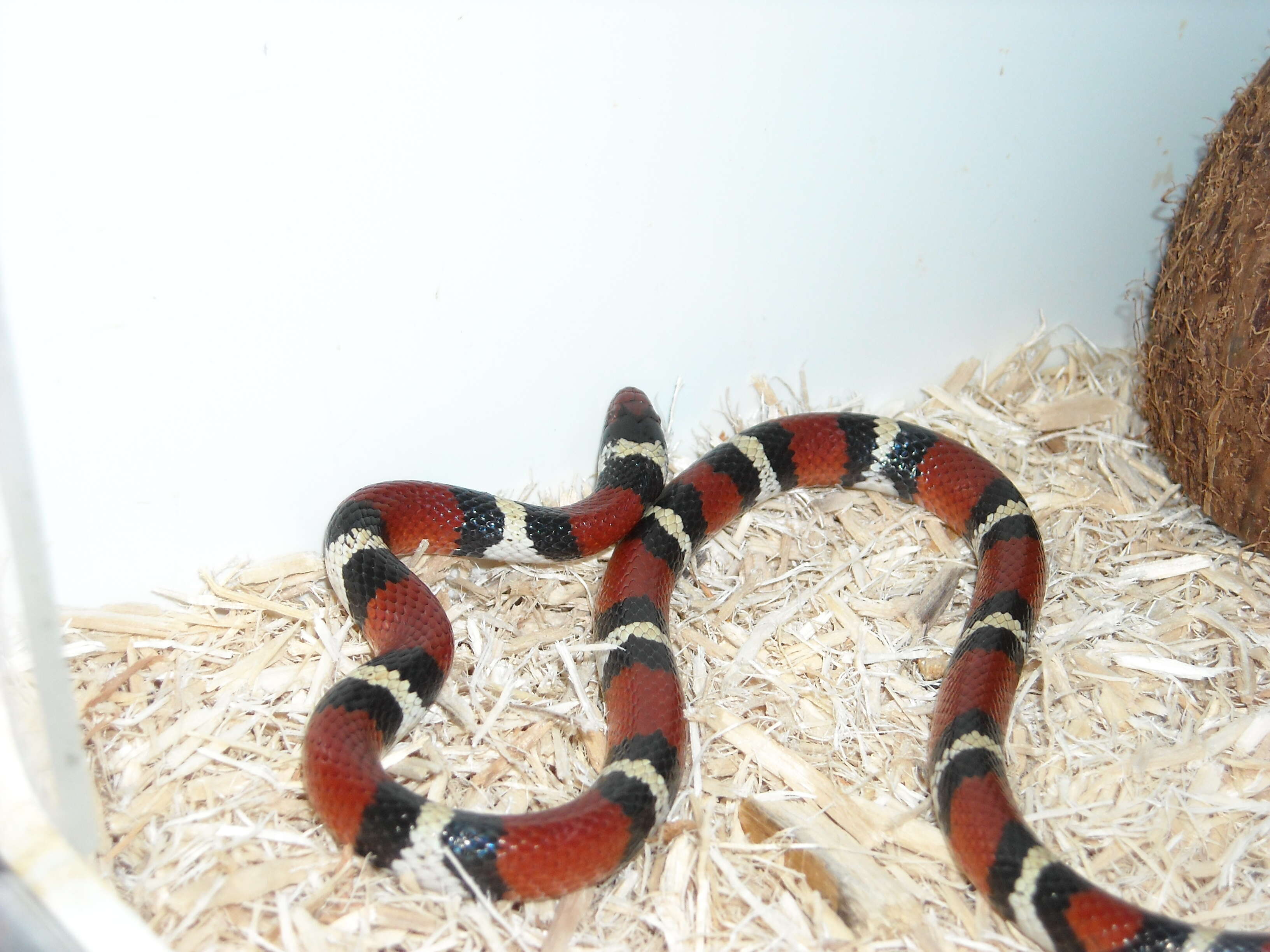 Lampropeltis elapsoides (Holbrook 1838)的圖片