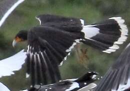 Phalcoboenus albogularis (Gould 1837) resmi