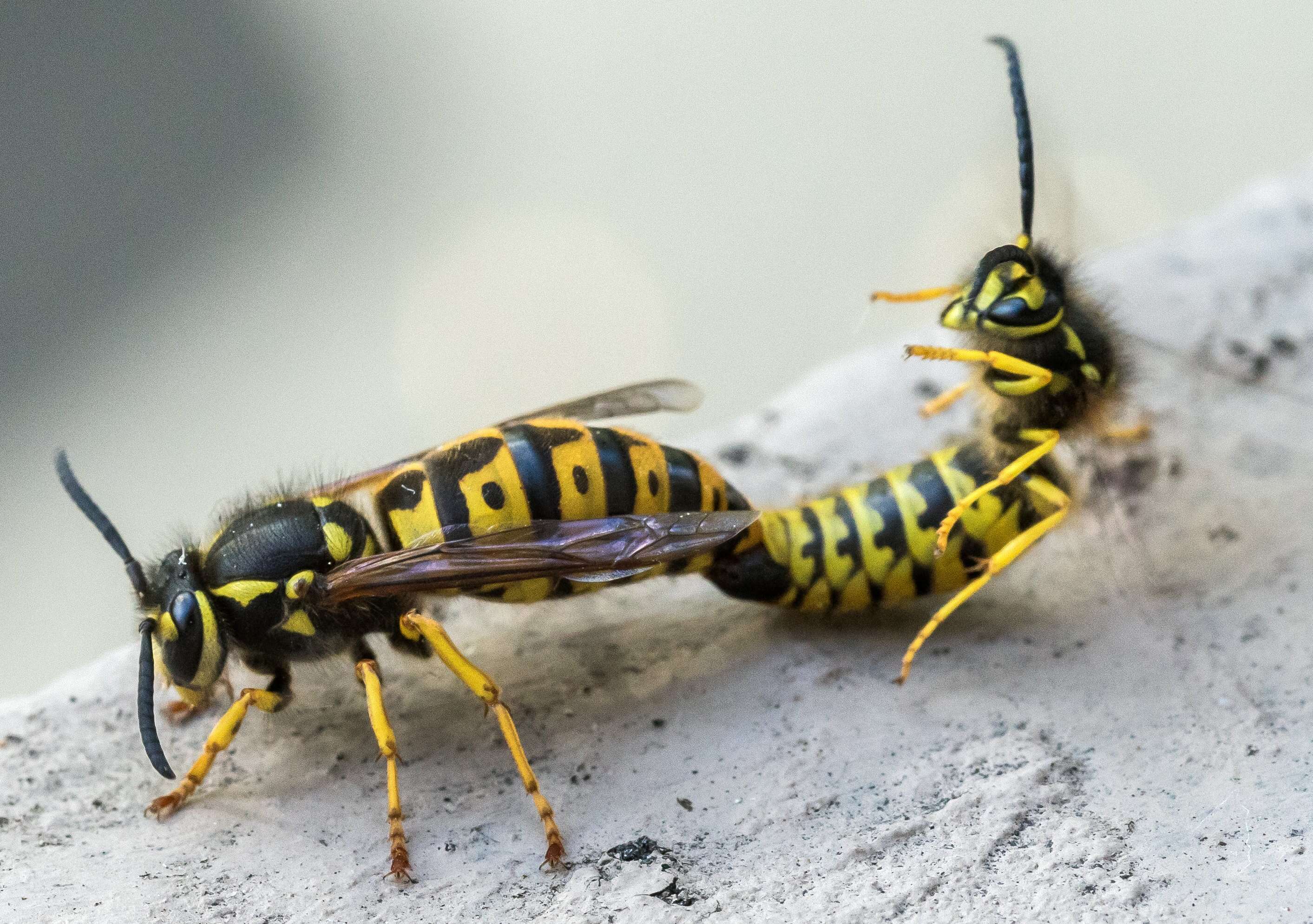 Image of German Wasp