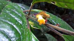 Image of Fieldia australiana (C. T. White) B. L. Burtt