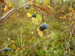 Image of alpine bilberry