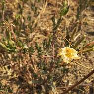 Imagem de Oenothera pubescens Willdenow ex Spreng.